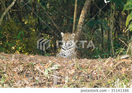 Jaguar from Pantanal, Brazil 35141386