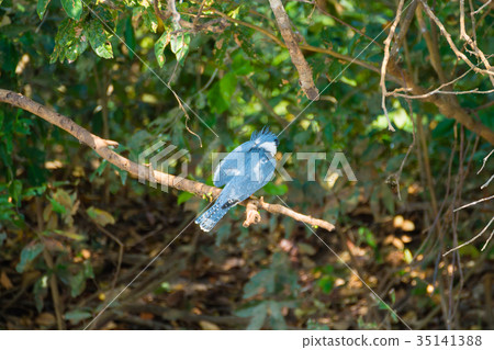 Ringed kingfisher on the nature in Pantanal,Brazil Ringed kingfisher on the nature in Pantanal,Brazil 35141388
