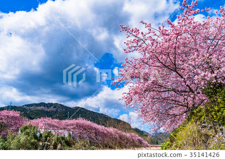 "Shizuoka Prefecture" Kawazu Town · Kawazu Sakura in full bloom "Shizuoka Prefecture" Kawazu Town · Kawazu Sakura in full bloom 35141426