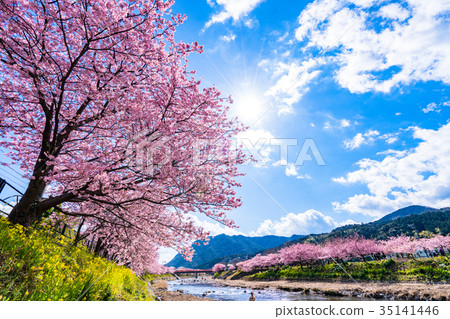"Shizuoka Prefecture" Kawazu Town · Kawazu Sakura in full bloom 35141446