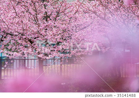 “靜岡縣”河津町·河津櫻花盛開 35141488