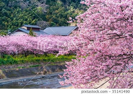 "Shizuoka Prefecture" Kawazu Town · Kawazu Sakura in full bloom "Shizuoka Prefecture" Kawazu Town · Kawazu Sakura in full bloom 35141490