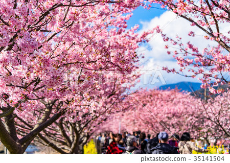 "Shizuoka Prefecture" Kawazu Town · Kawazu Sakura in full bloom "Shizuoka Prefecture" Kawazu Town · Kawazu Sakura in full bloom 35141504