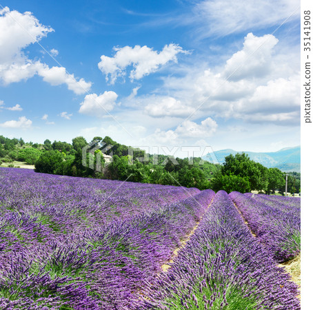 Lavender field 35141908