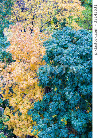 Yellow autumn trees Yellow autumn trees 35143631