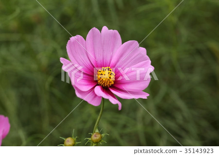 Cosmos Cosmos 35143923
