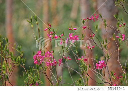 Red coconut hot spring Red coconut hot spring 35143941