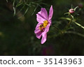 Cosmos and bees 35143963