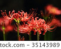 Cluster amaryllis 35143989