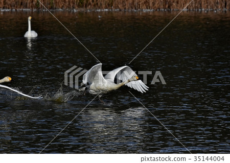 Swan outburst Swan outburst 35144004