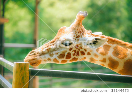 Giraffe  35144473