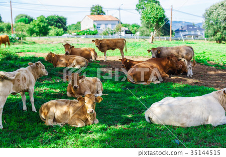 Cow on a field 35144515