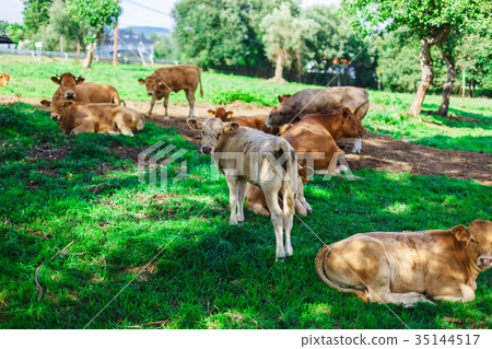 Cow on a field 35144517