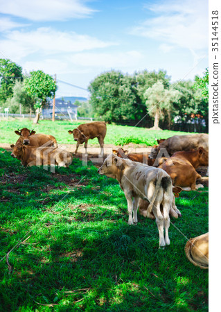 Cow on a field 35144518