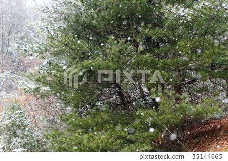 兵庫縣立和泉公園的雪景 35144665