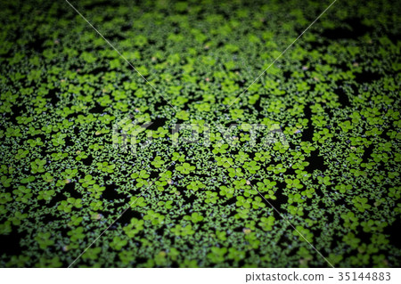 A green duckweed. A green duckweed. 35144883