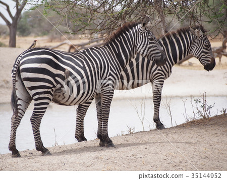 Two zebras Two zebras 35144952