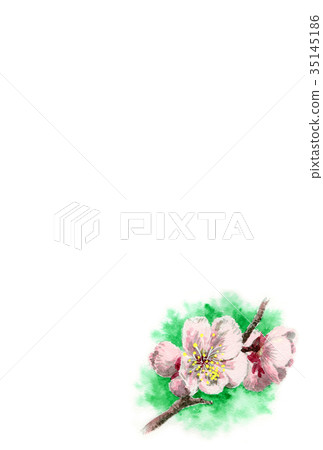 白色李子花新年明信片材料 白色李子花新年明信片材料 35145186