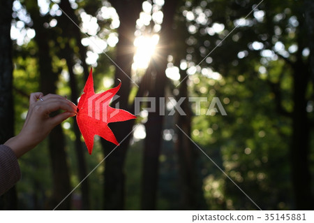 美國楓樹 35145881