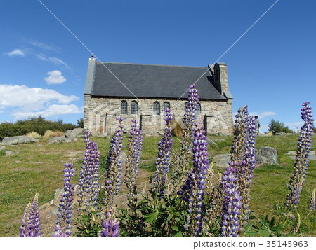New Zealand's Church of the Good Shepherd and Lupine 35145963