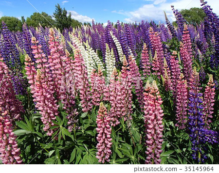 New Zealand Lupine flower on Lake Tekapo New Zealand Lupine flower on Lake Tekapo 35145964