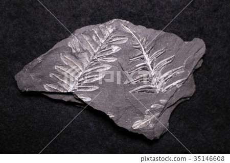 Carboniferous Fern Seeds Arreptotheris 35146608