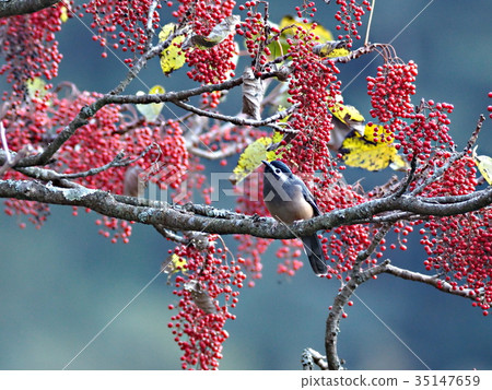 咪咪giro chimedri 35147659