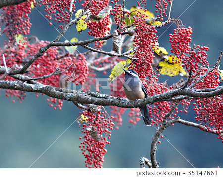 咪咪giro chimedri 35147661