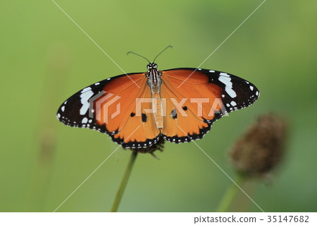 Plain Tiger butterfly on green garden background 35147682
