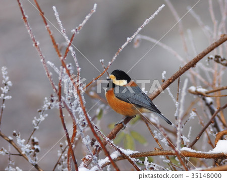 多變 多變 35148000