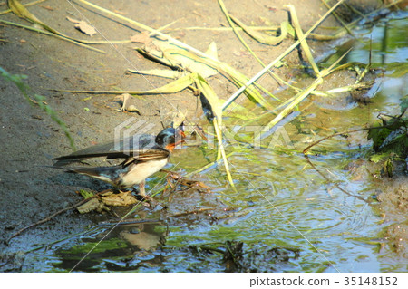 Swallow Swallow 35148152