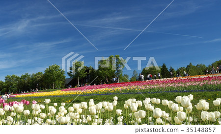 在瀧野suzuran公園的一個花田 35148857