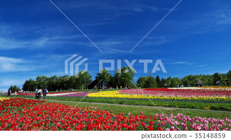 在瀧野suzuran公園的一個花田 在瀧野suzuran公園的一個花田 35148859