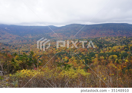 Mountain foliage Mountain foliage 35148910