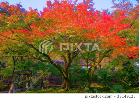 Hogonin Temple zen garden in early autumn 35149123
