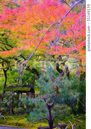 Hogonin Temple zen garden in early autumn 35149139