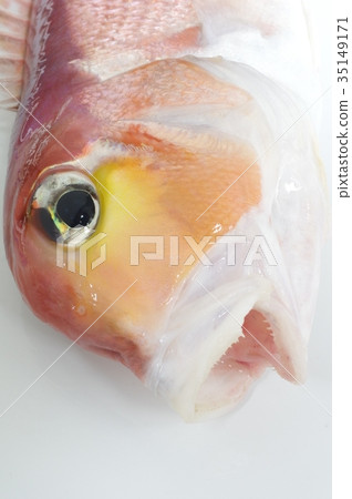 Red sea bream head fish High-class fish with white taste 35149171