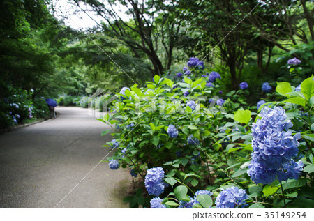  hydrangea 35149254