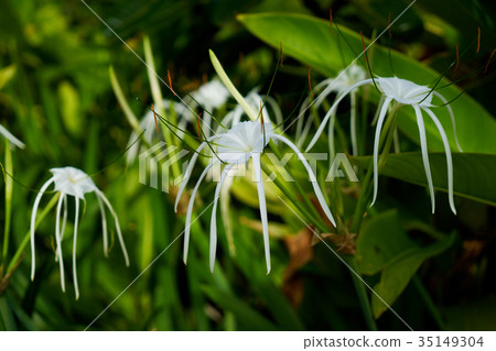 斐濟洲際度假酒店 35149304