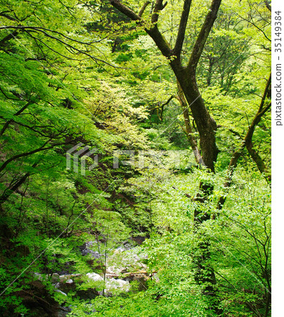 在Hihara Cave附近 在Hihara Cave附近 35149384