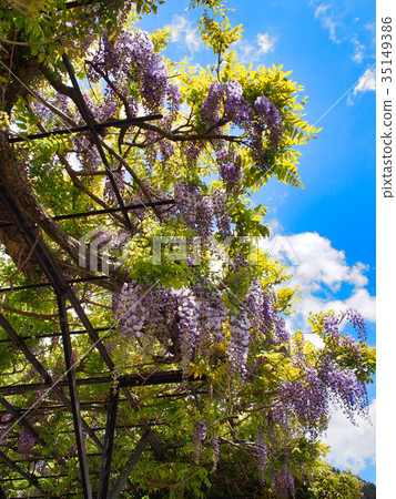 Wisteria flowers Wisteria flowers 35149386