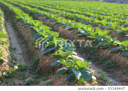 Cabbage field Cabbage field 35149447