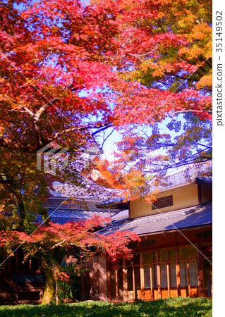 Hogonin Temple zen garden in early autumn 35149502
