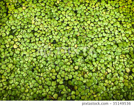 Green Duckweed covered on water 35149536