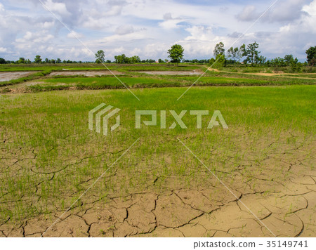 paddy rice in field 35149741