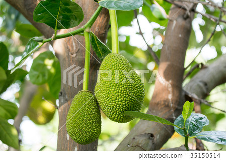 jackfruit on the tree 35150514