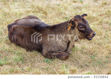 Cow on a field Cow on a field 35150642