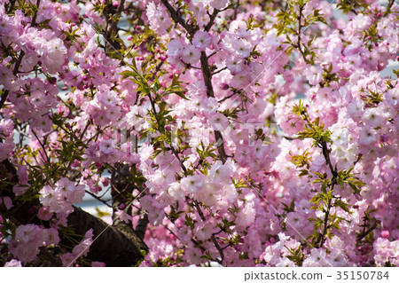 Cherry Blossoms Cherry Blossoms 35150784