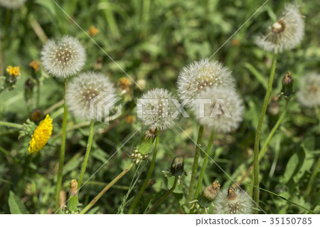 dandelions on the white background dandelions on the white background 35150785