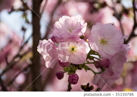Cherry Blossoms Cherry Blossoms 35150786